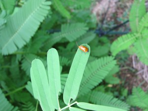 ウリ科の葉を食べるウリハムシ
