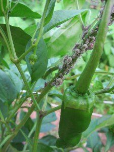 虫もいて野菜も元気　バランスが大切