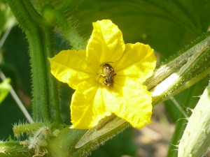 キュウリの花　蜂が受粉してくれる