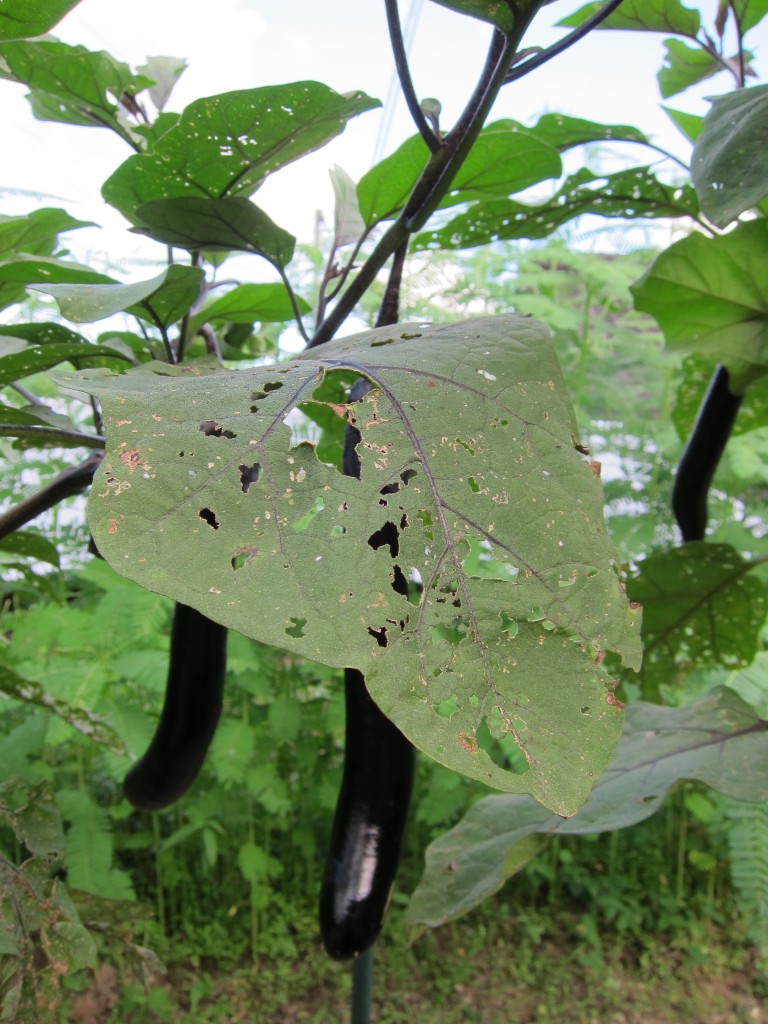 ナスの葉　虫による食害